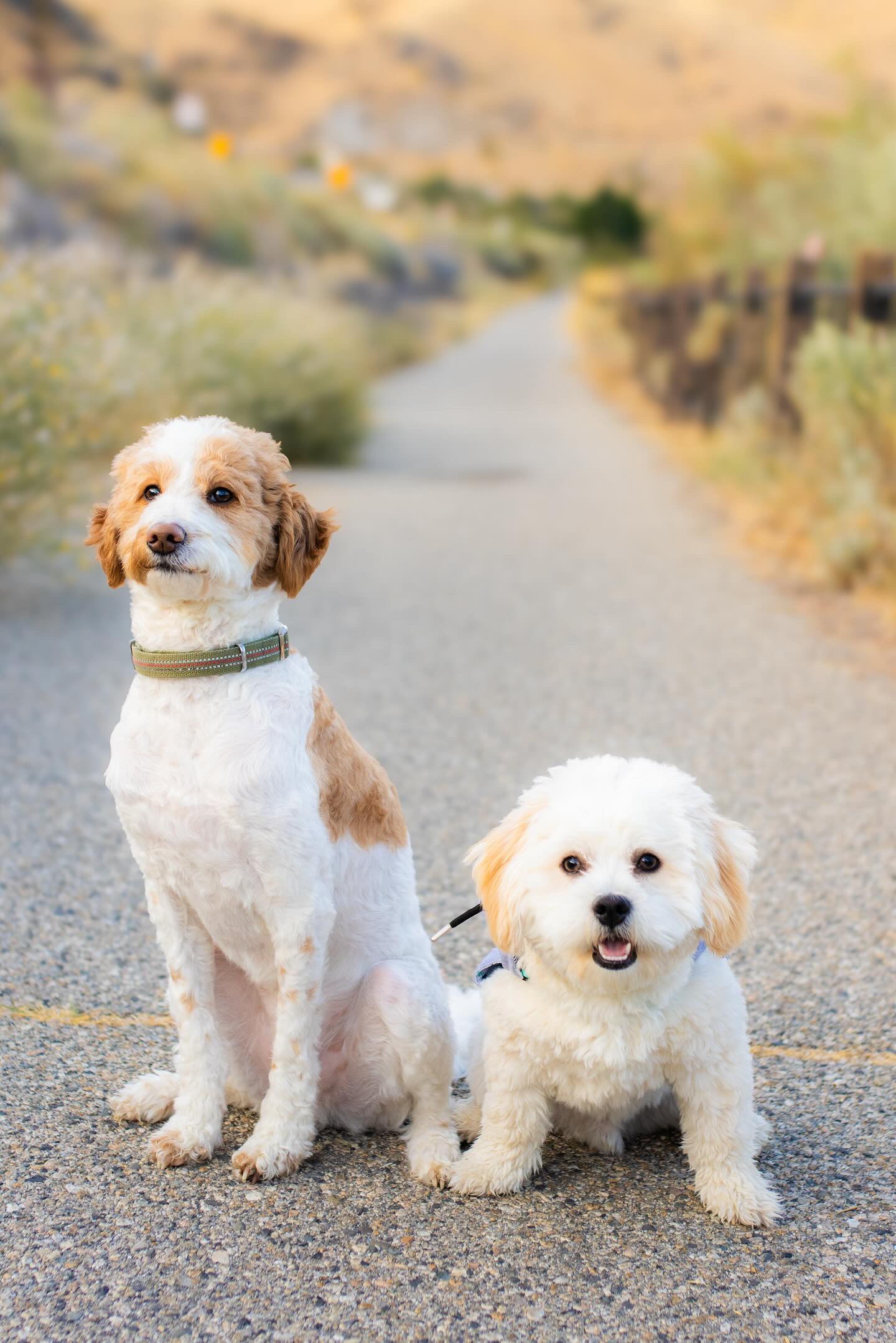 Milo and Bentley outdoors on a walking path